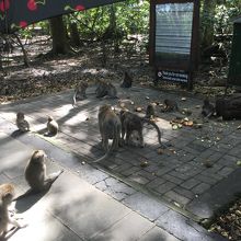 お猿さんおとなしいです