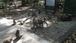 お猿さんがいっぱい