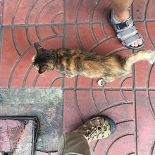 お～～っと、看板ミャアがスリスリ！