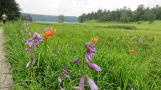 尾瀬の見どころ！