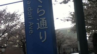 桜の木が沢山並んでいる