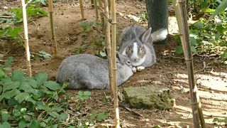 ウサギたちと触れあえる