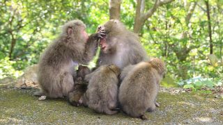 動物に遭えます