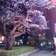 歩道幅も広く、桜の並木が続き、徒歩散策やサイクリングに超おすすめの道路