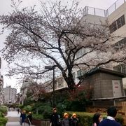 桃園川緑道の春は、桜の開花から始まります！