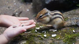 シマリス公園がおすすめ！