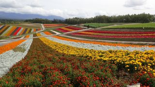 カラフルな花の丘