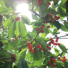 種はその辺にポイします