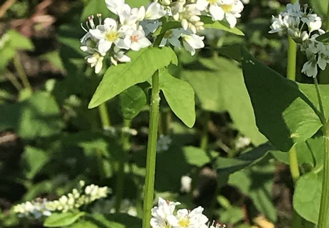 真っ白なそばの花と青空のコラボが見事でした