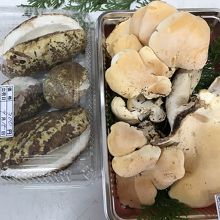 アケビ・地元のしろまえというキノコ購入