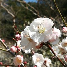 梅まつり開催中でした。