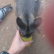 コアラが触れる動物園