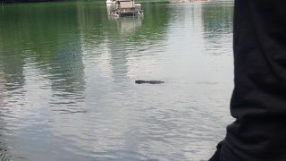 のどかな雰囲気