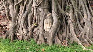 有名な木の根に埋まった仏像！