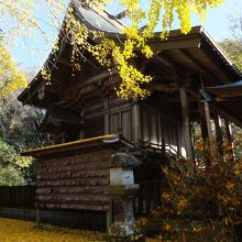イチョウで真黄色の境内