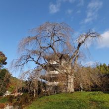 すばらしい取り合わせ