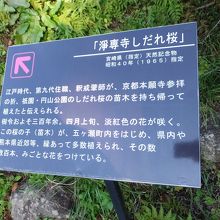 案内板。他にも孫がいっぱいいるようです。