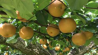 かすみがうら市千代田地区観光果樹園