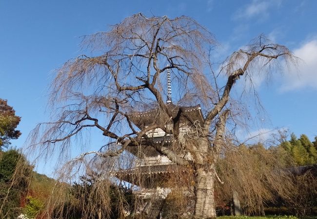 浄専寺のしだれ桜 クチコミ アクセス 営業時間 高千穂 五ヶ瀬 フォートラベル 浄専寺のしだれ桜 クチコミ アクセス 営業時間 高千穂 五ヶ瀬 フォートラベル