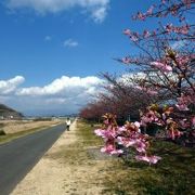 大仁の城山（じょうやま）さくらの並木　