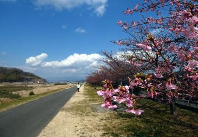 大仁の城山（じょうやま）さくらの並木　