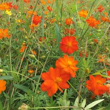 希望ヶ丘花の香る里