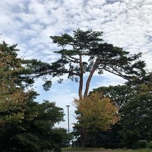 松の木の向こうに松島が見える。
