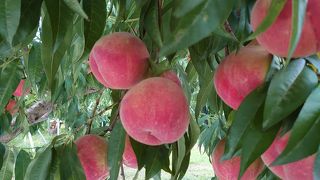 すずなりのぶどう・桃