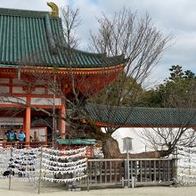 左近の桜はごらんの通り