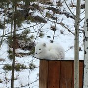 はじめて見た動物ばかり