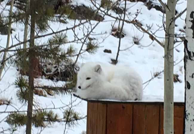 はじめて見た動物ばかり