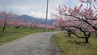 駅を降りると桃源郷
