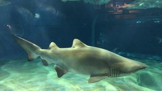 サメの水族館