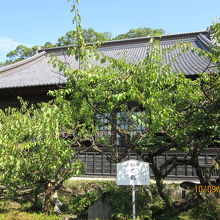 家康公手植えの臥龍梅。