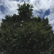 大きな銀杏の木