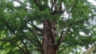 日比谷公園の樹木の大様