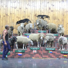 牧羊犬が凄いアクション！！