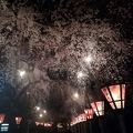 夜桜を観に