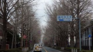 三島の銀杏並木