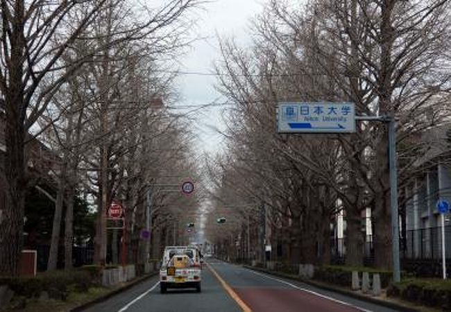 三島の銀杏並木