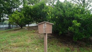 家康公が植樹したそう