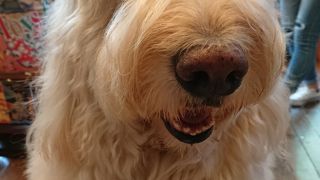 可愛い犬がいます！