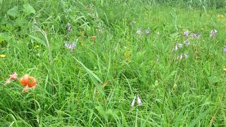 お花がゆらゆら！