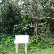熱帯樹に覆われた小さな城跡