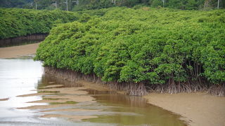 マングローブの林が広がる自然豊かな場所