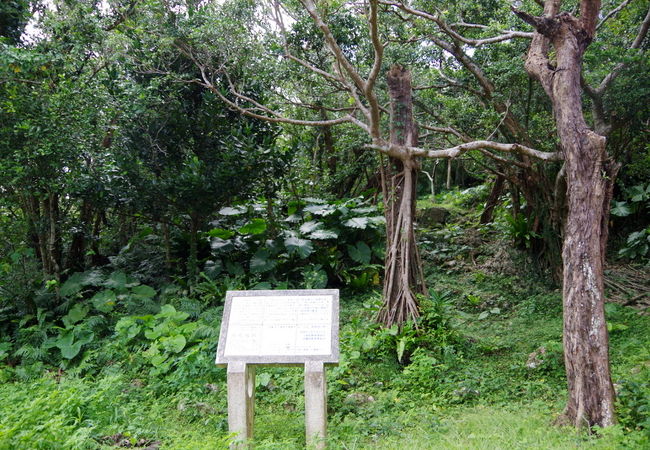 熱帯樹に覆われた小さな城跡