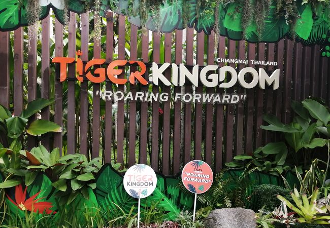 トラ好きにはおすすめ！