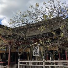 飛梅伝説のご神木 By まわりみち 太宰府天満宮 飛梅のクチコミ フォートラベル 飛梅伝説のご神木 By まわりみち 太宰府天満宮 飛梅のクチコミ フォートラベル