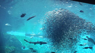 いわしの大群に圧倒