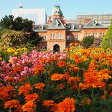きれいな花の向こうに、赤れんが庁舎が。